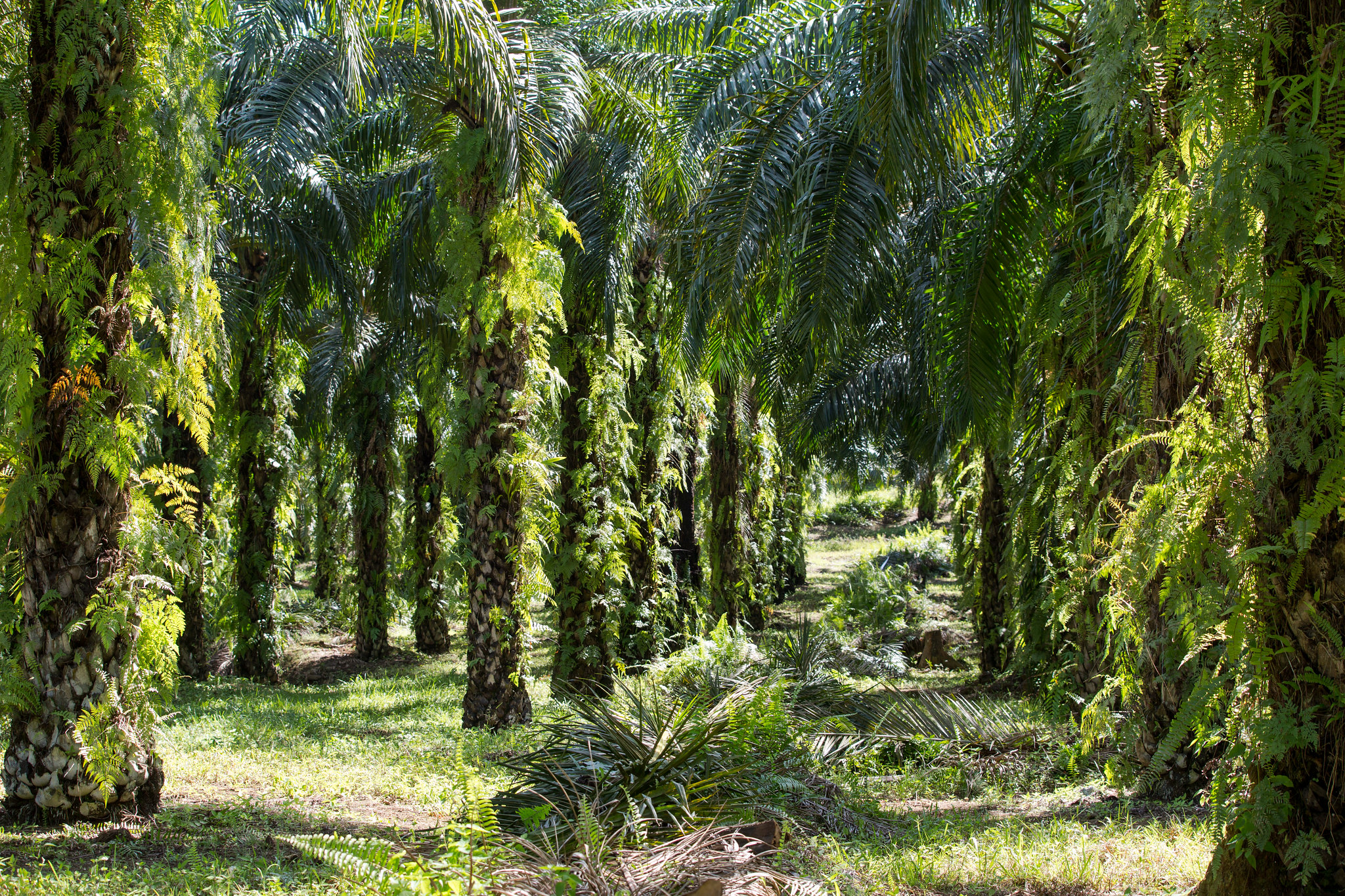 Palm oil trees © Jonathan Perugia for Roundtable for Sustainable Palm Oil