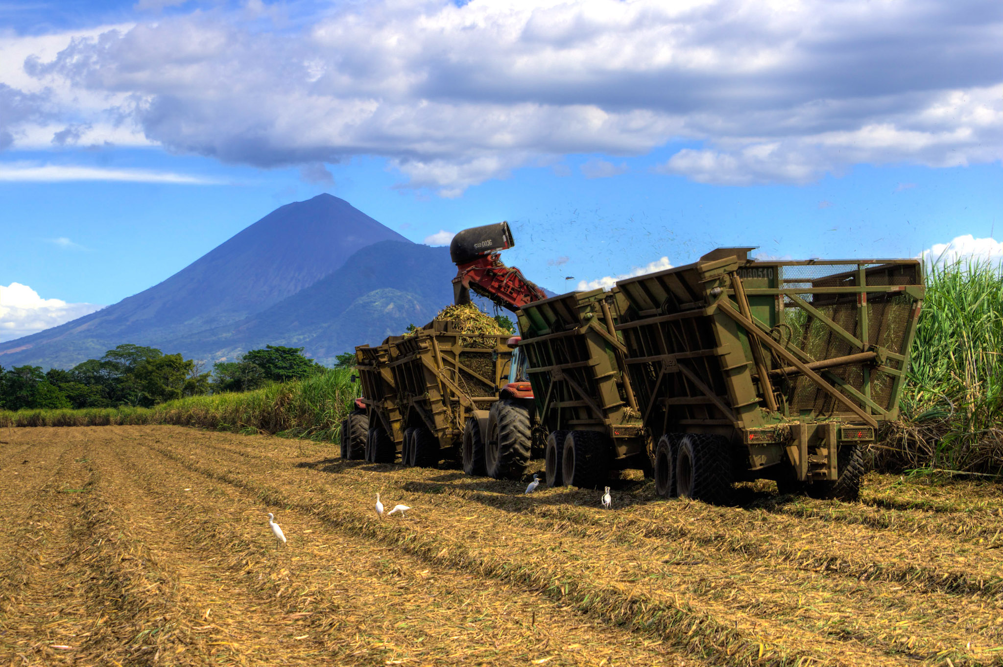 Sugar cane harvest © Joe Woodruff for Bonsucro
