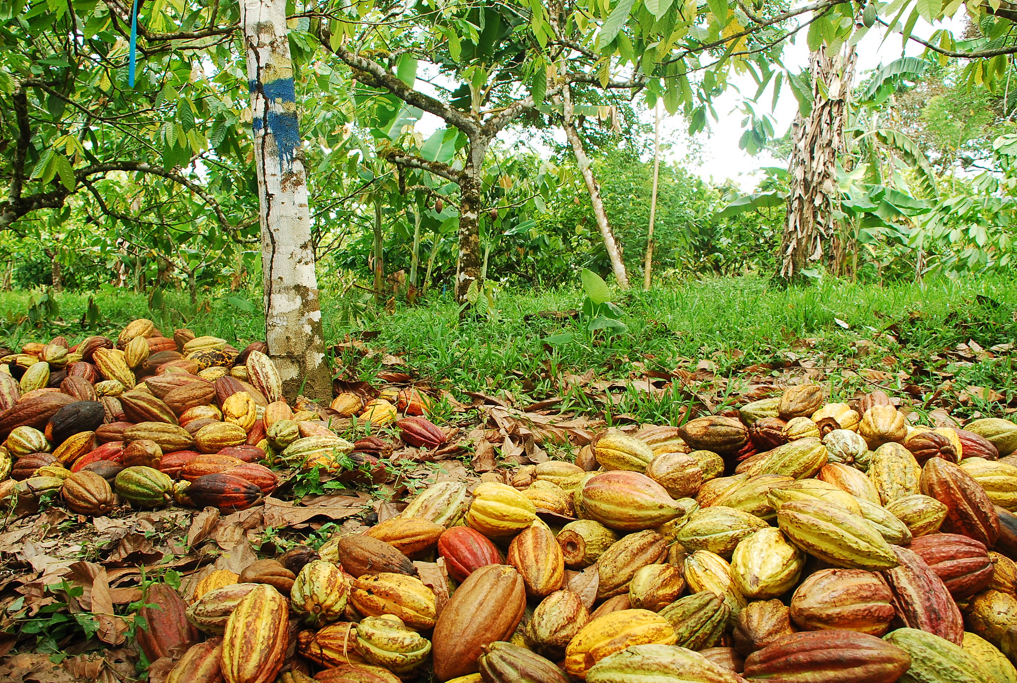 Cocoa Pods, Charlie Watson, Rainforest Alliance 2009