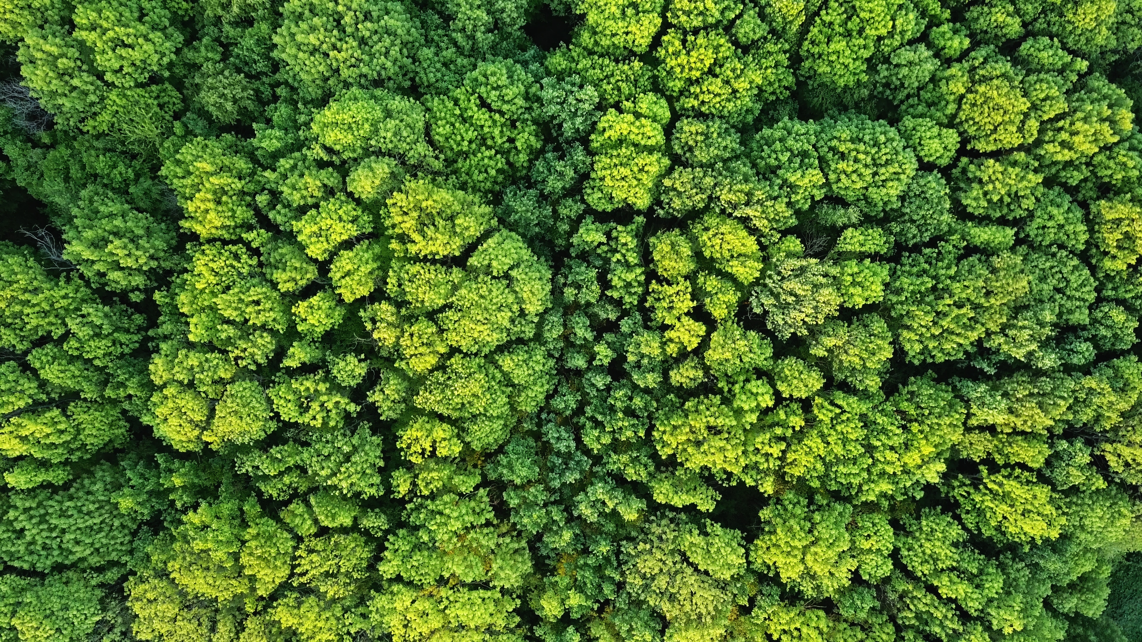 Aerial view of forests_© Adobe Stock