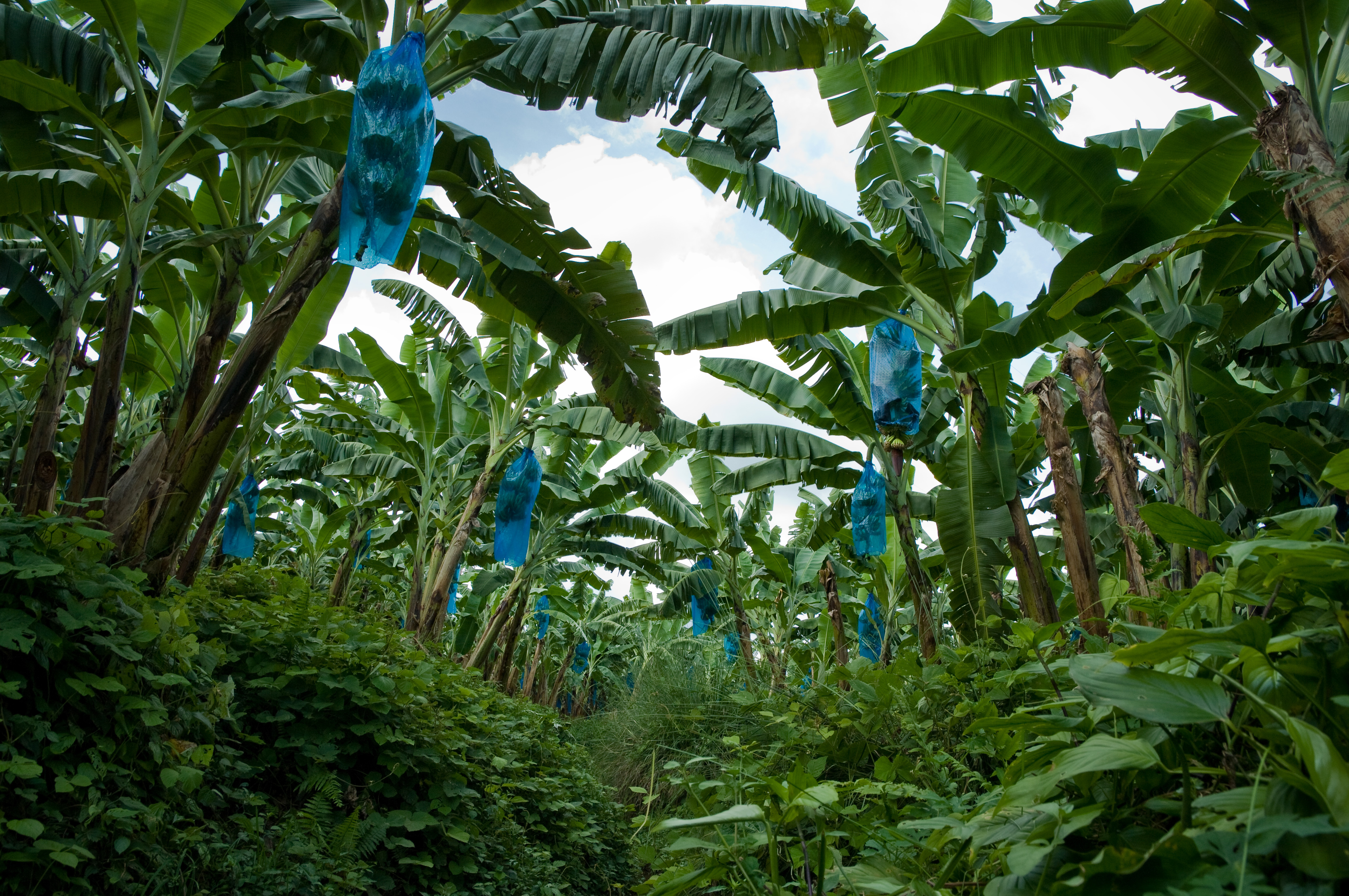 Bananas, Colombia © Marcel Koppen Fairtrade International