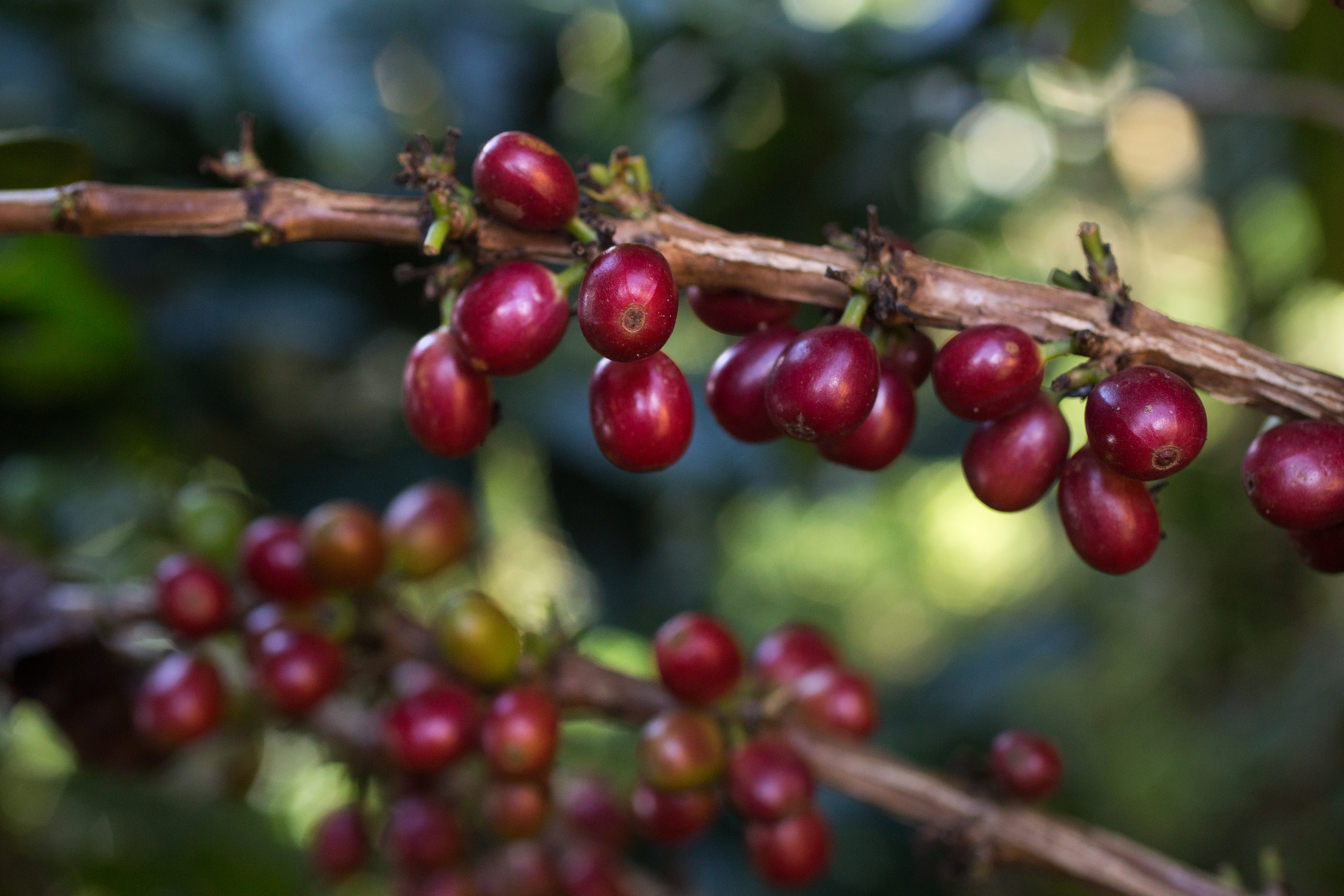 Colombia Coffee Producers COOPERANDES