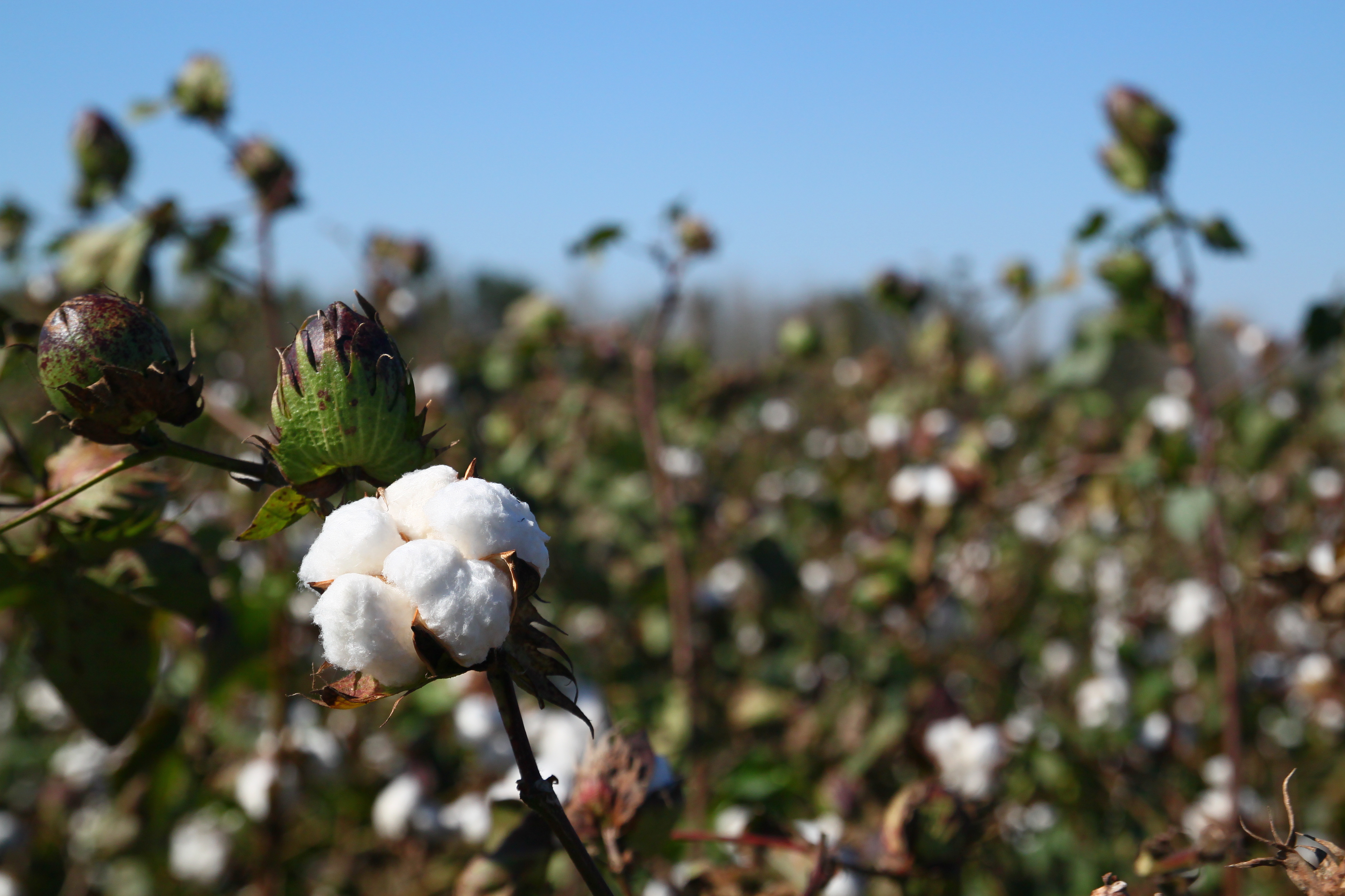 Cotton field on a sunny day © Better Cotton Initiative