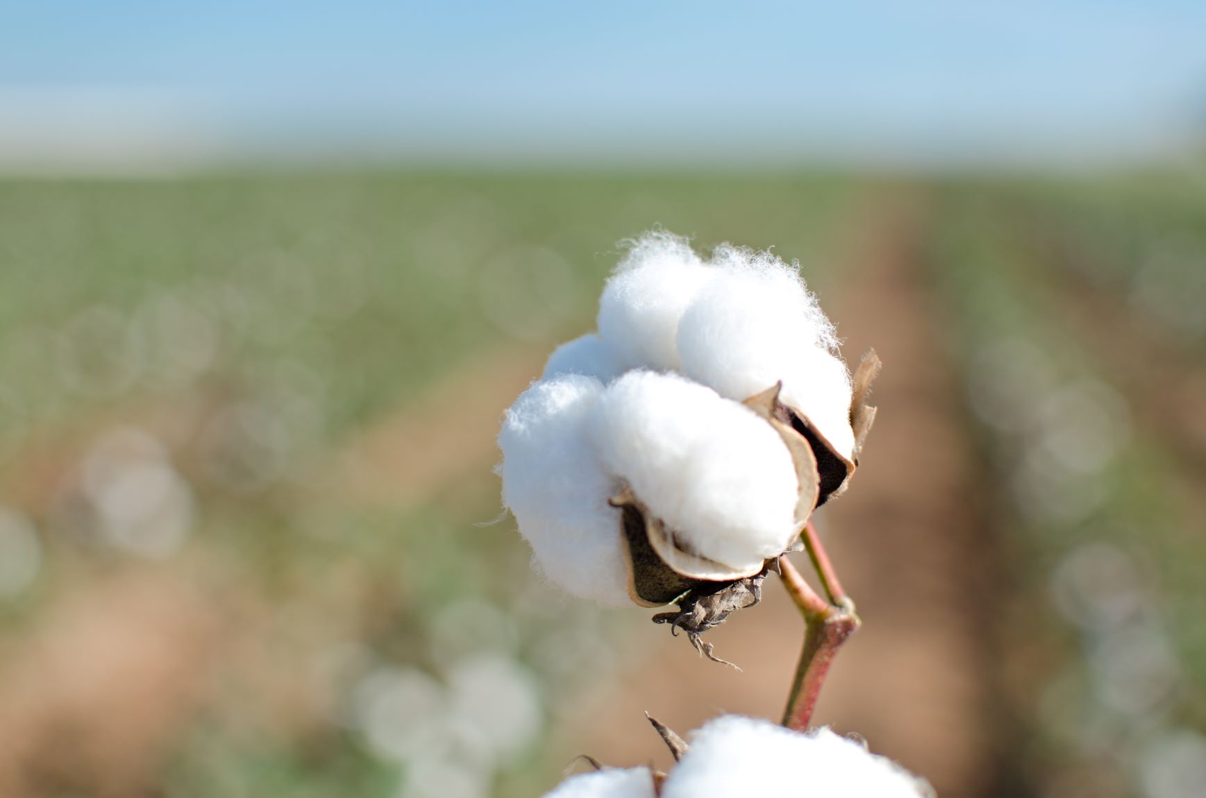 Cotton,  USA © BCI