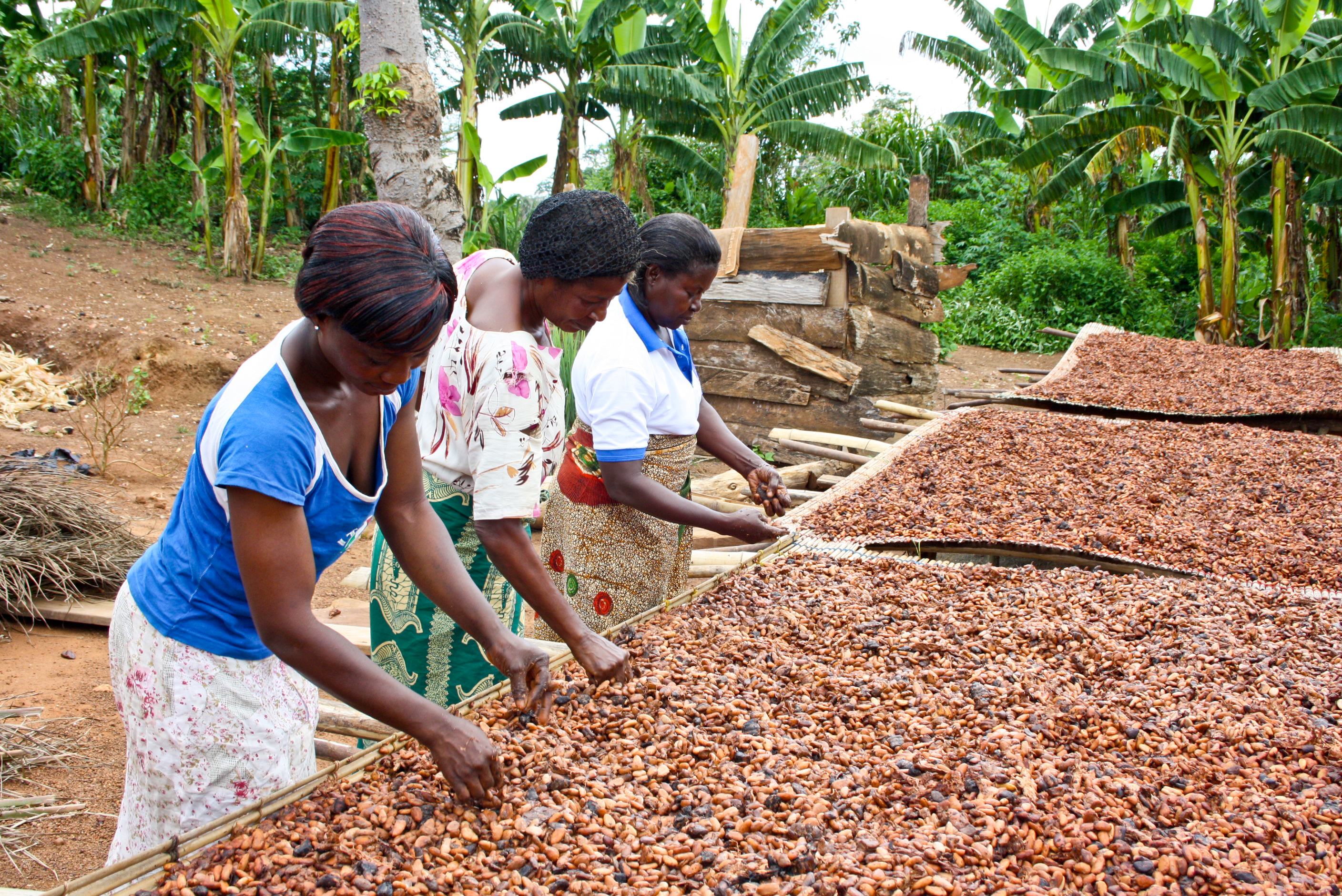 Drying cocoa beans in Ghana © UTZ Certified
