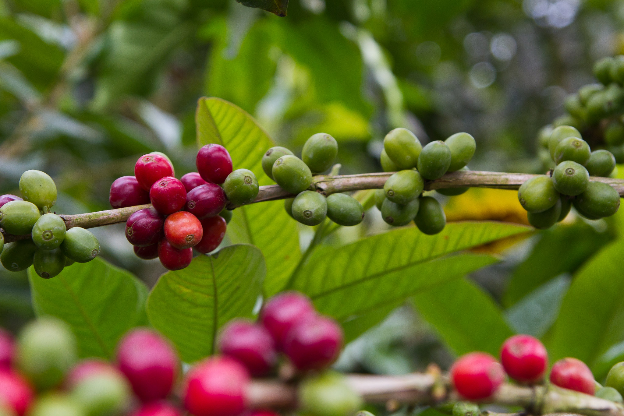 Fair Trade Certified Coffee, Congales Echeverri y CIA SCA © Fairtrade USA