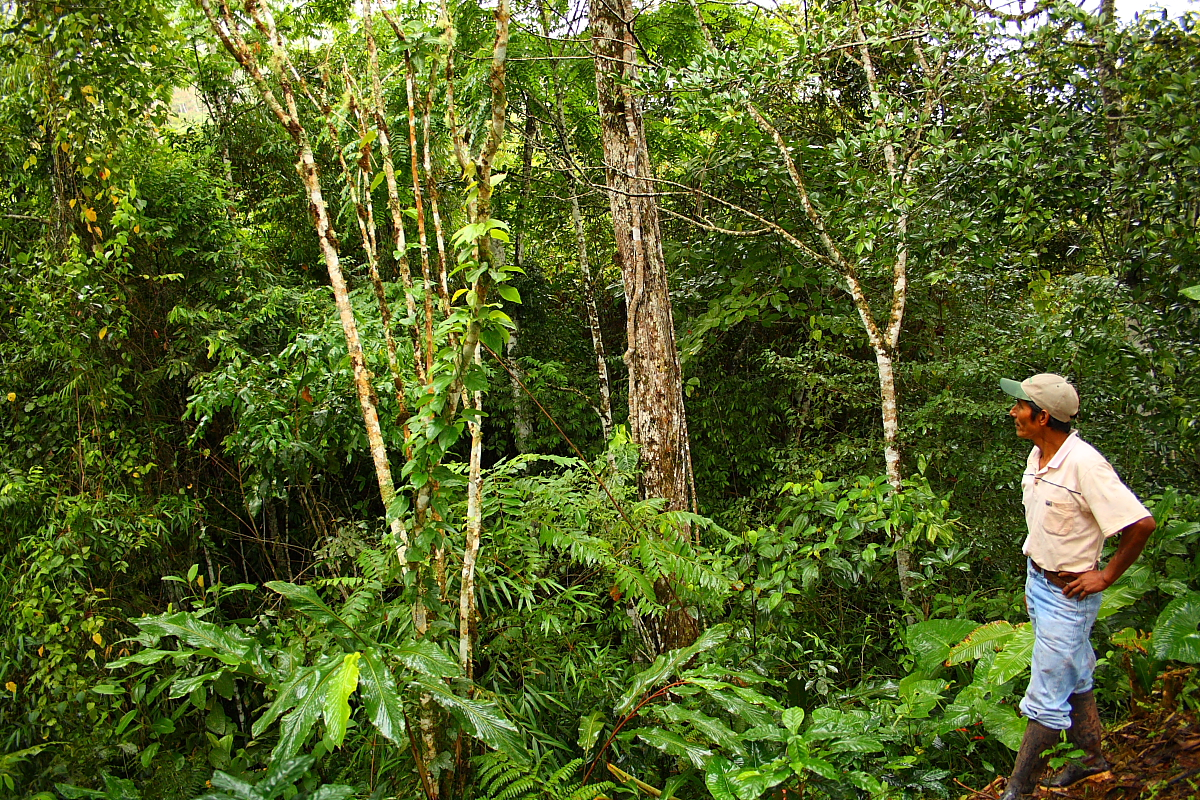 Felix Aquino-Bosque 2 © Gerardo Medina for Rainforest Alliance