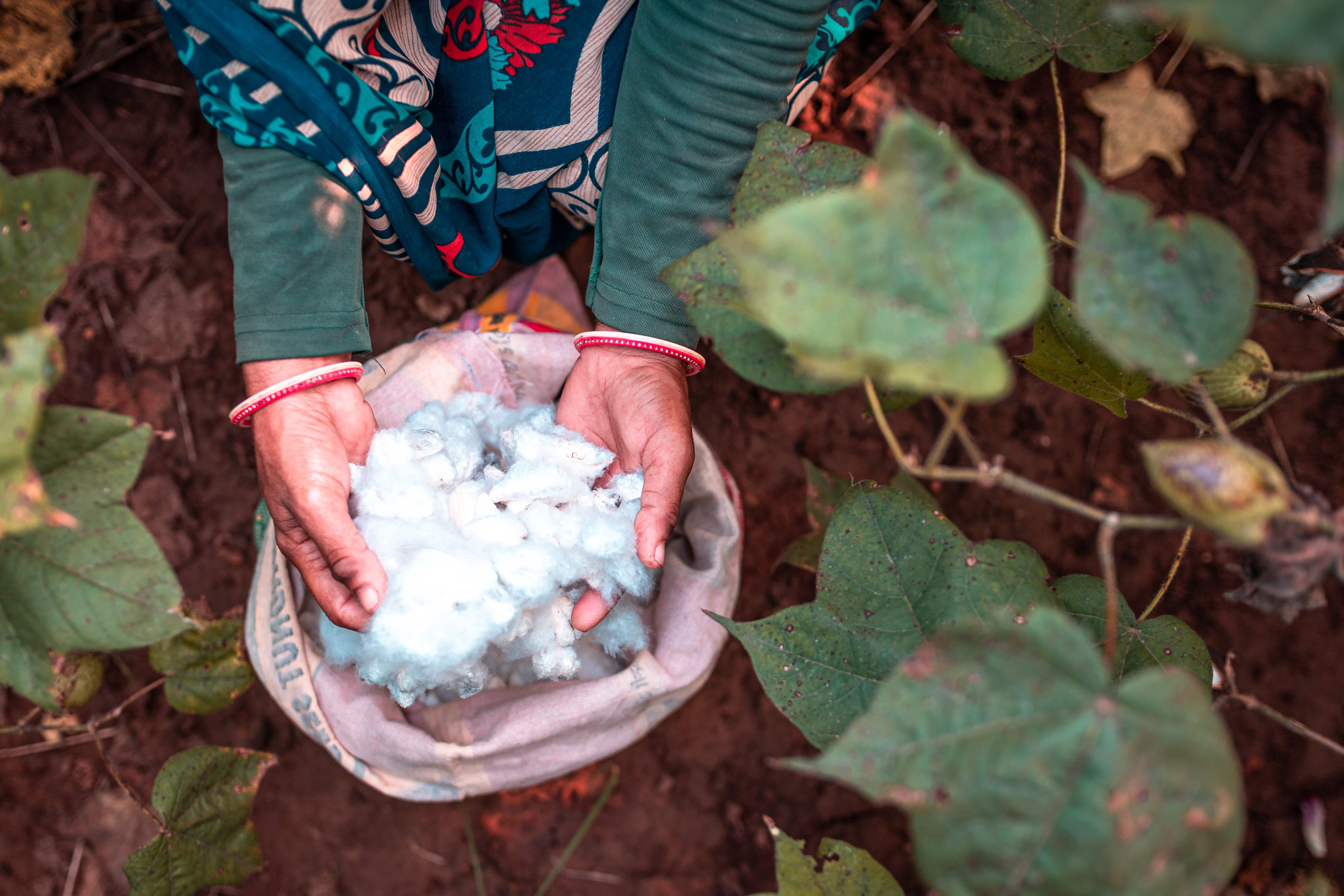 A farmers hands holding freshly picked cotton © BCI / Vibhor Yadav, Kodinar, Gujarat, India. 2019