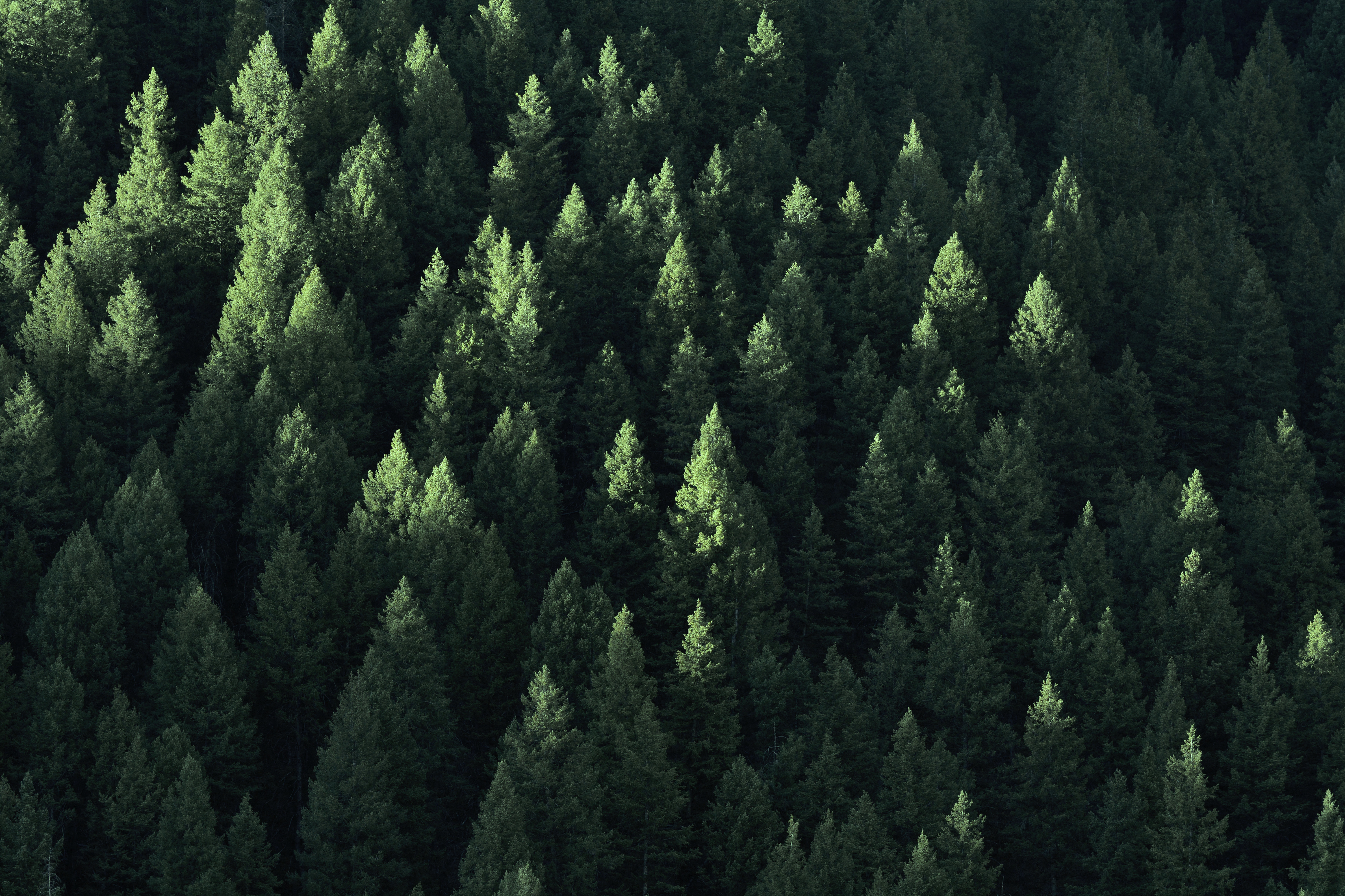 Pine trees in shadow © Lane Erickson, Adobe stock