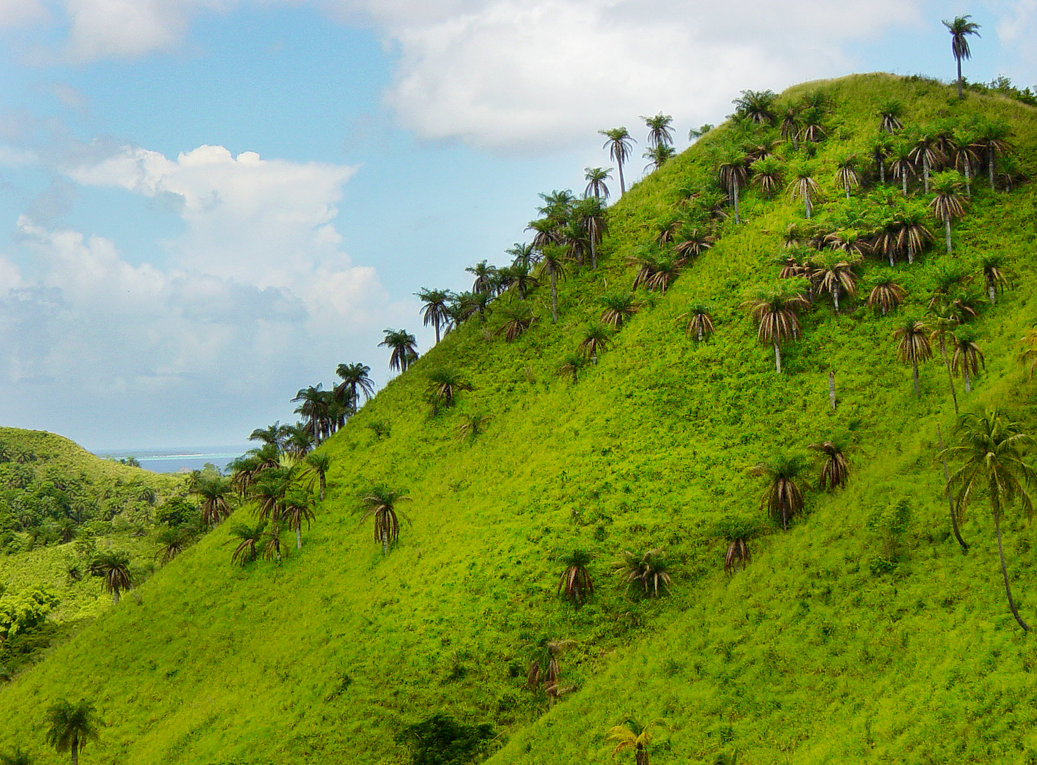 Tobago hillside, Jerry Rabinowitz, 2002, Rainforest Alliance
