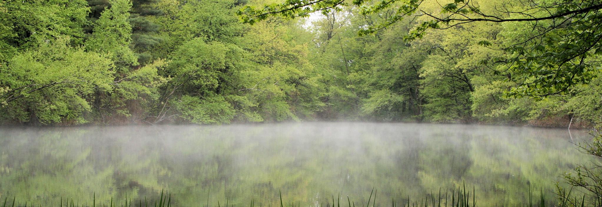 Mist on a Pond, Rainforest Alliance, Sue Bruce, 2007