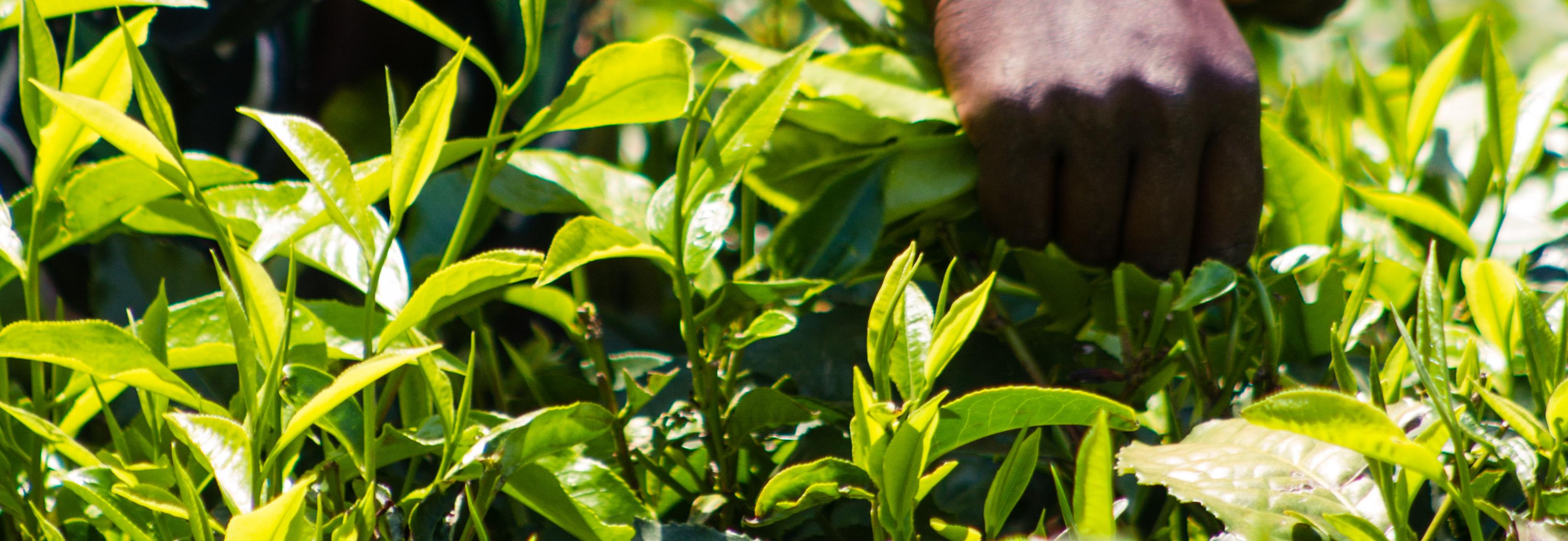 Close up of workers hands picking tea leaves in Malawi