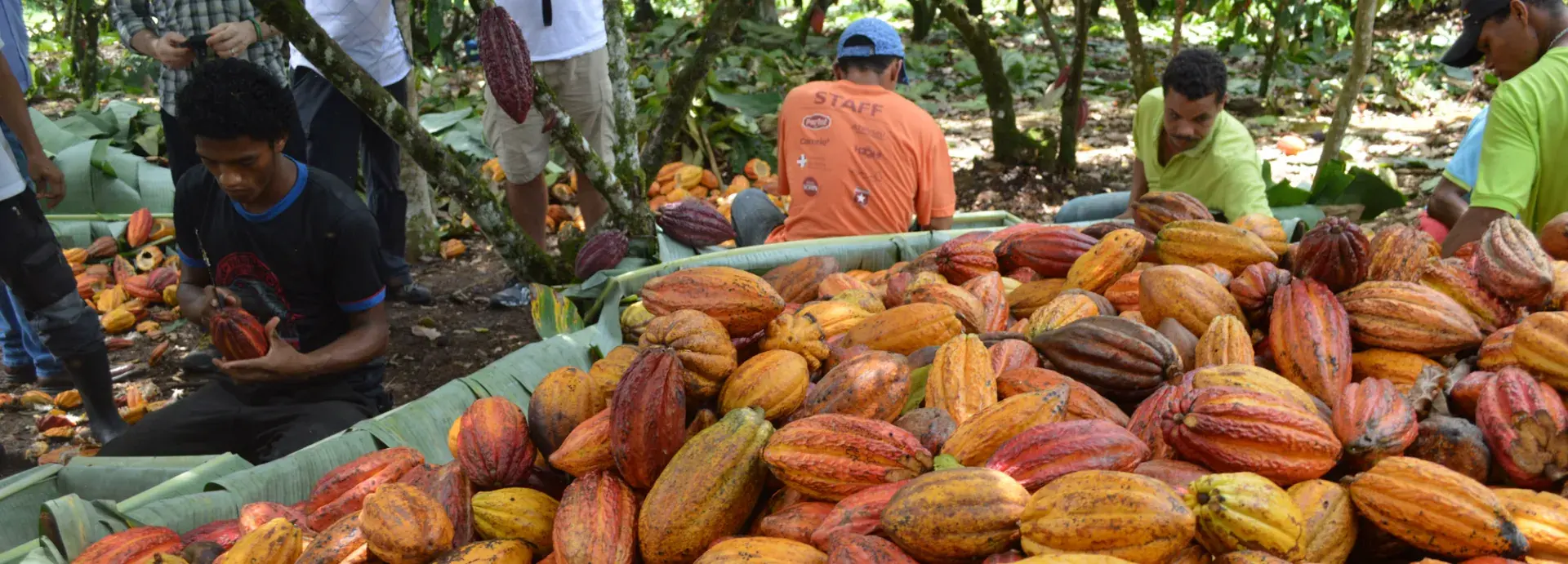 Cocoa pods, Brazil © Rainforest Alliance