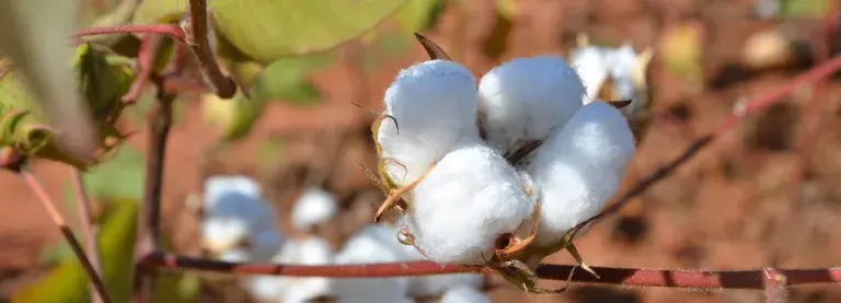 Cotton in Mozambique © Better Cotton Initiative