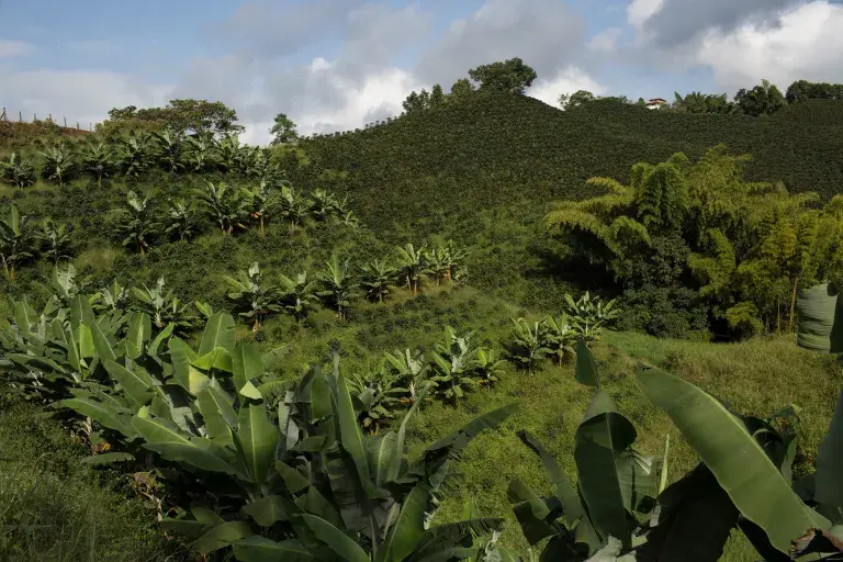 Colombia Coffee Producers COOPERANDES