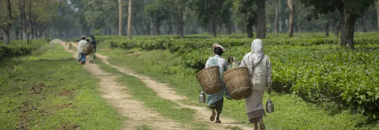 Fair Trade Certified Tea, Tonganagaon Tea Estate