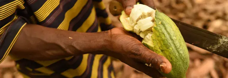 Cocoa, Ghana © Kate Fishpool for Fairtrade