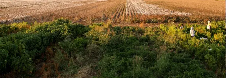 Better Cotton Field inTurkey © Better Cotton Initiative