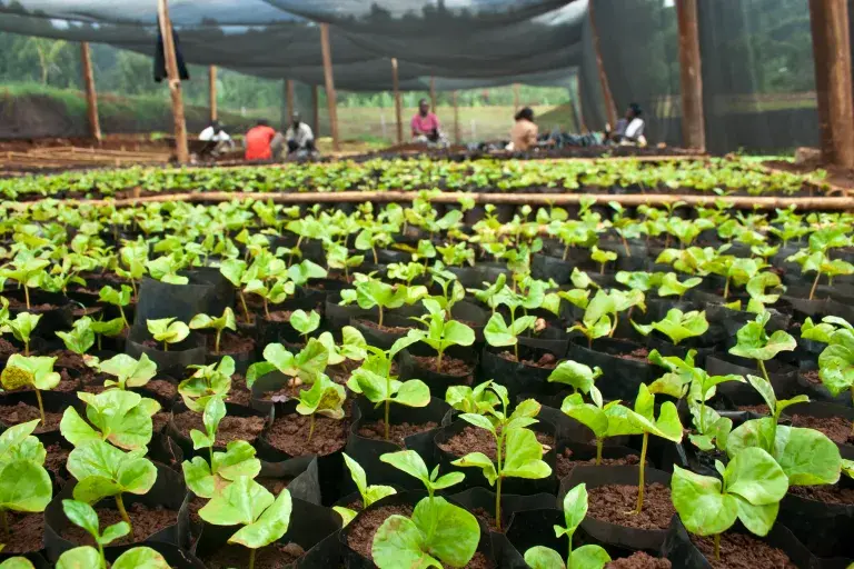 Coffee Nursery, Uganda © UTZ Certified