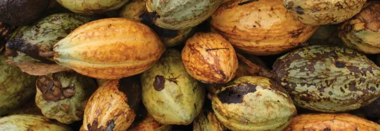 Cocoa pods © Marie-Amélie Ormières, Fairtrade Fairtrade International