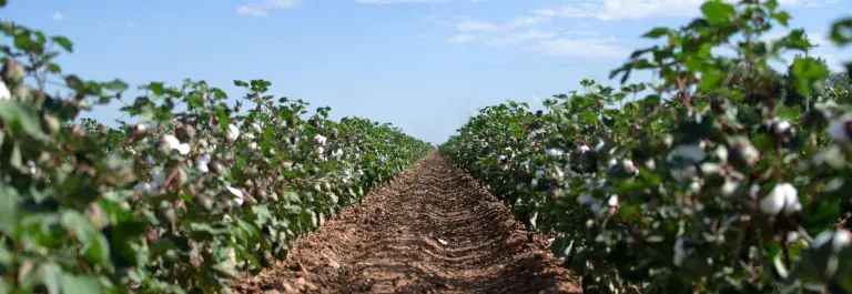 Cotton field, USA © BCI