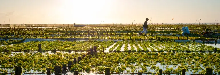 Seaweed farm © dinozzaver, Adobe stock