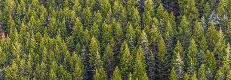 Forest from above