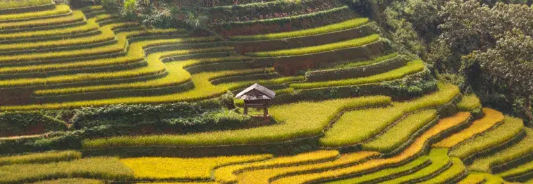 Rice fields