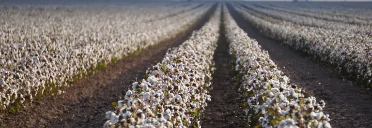 Rows of cotton plants in a field