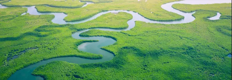 Mangrove forest aerial image