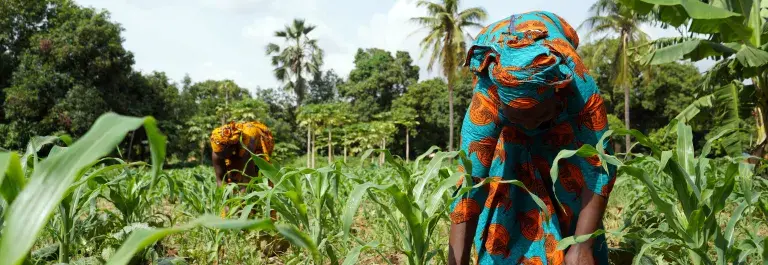 Two women working in a field amongst crops