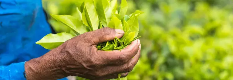 Farmer tea