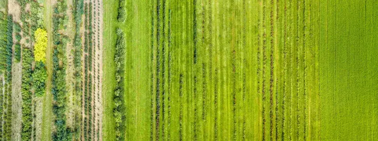 © Adobe stock: Crops from above