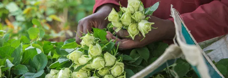 Picking flowers