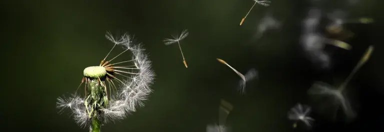 flower seeds