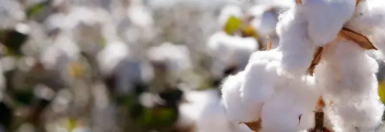 cotton