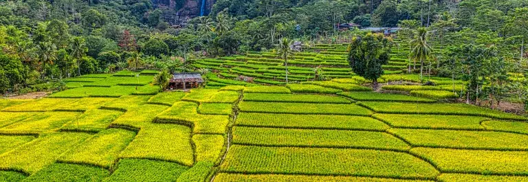 rice field