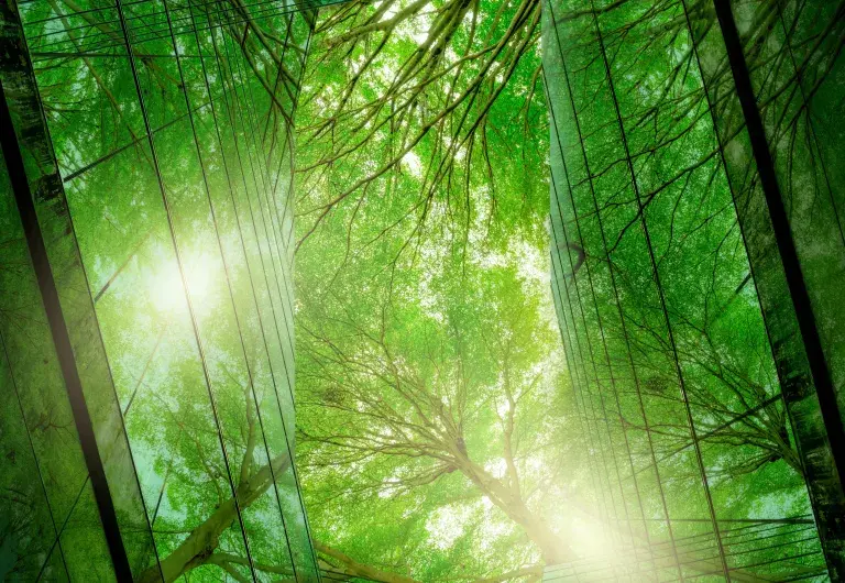 Sunlight through forest