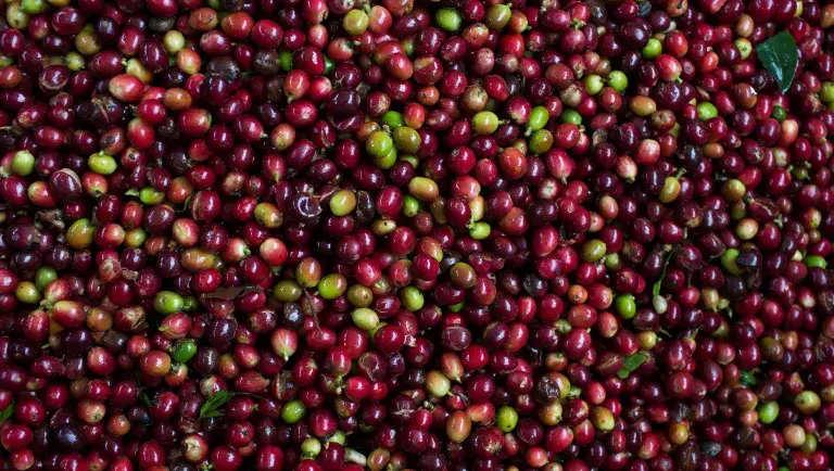 colombia-coffee-producers-caficosta--fairtrade-usa_42777698091_o