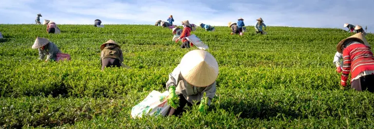 Workers in a field