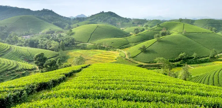 tea plantation in chiang mai, thailand