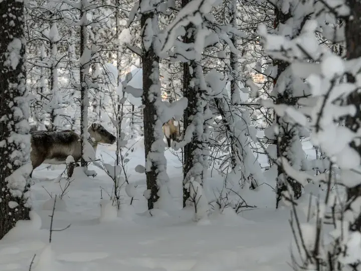 Reindeer through snowy trees © FSC