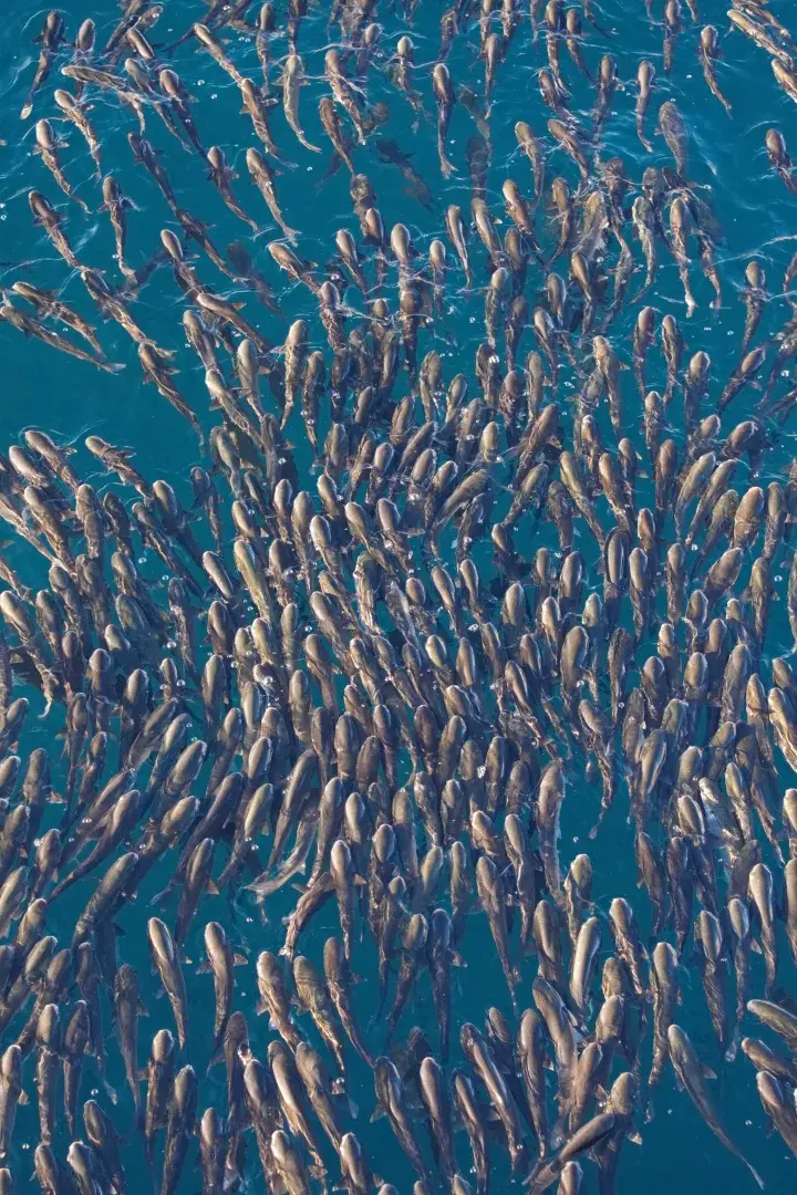 Image of a shoal of fish in open water from above, © Damir Mijailovic from Pexels