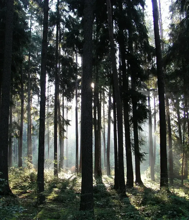 Natural forest © Forest Stewardship Council, Milan Reíka