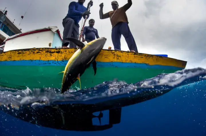 Catching yellow fin tuna © Fair Trade USA