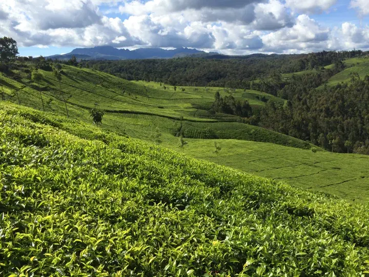 Green tea fields