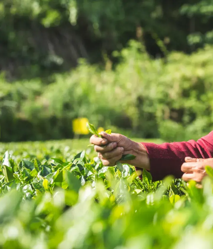 Farmer collecting tea leaves © Philipp Benedikt for Fairtrade