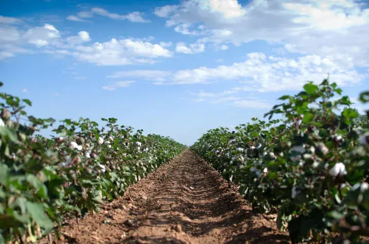 Cotton field, USA © Better Cotton