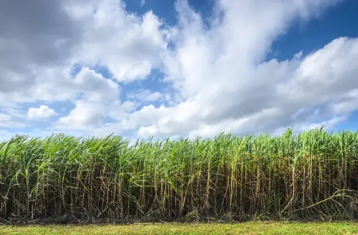 Sugarcane fields © Bonsucro