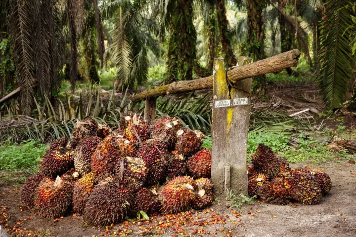 Harvested palm oil © Jonathan Perugia for Roundtable for Sustainable Palm Oil